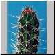 Machaerocereus_eruca1.jpg