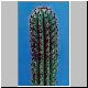 Machaerocereus_thurberi.jpg