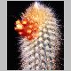 Micranthocereus_flaviflorus1.jpg