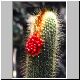 Micranthocereus_streckeri.JPG