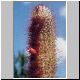 Micranthocereus_violaciflorus.jpg