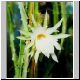 Selenicereus_atropilosus.JPG