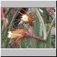 Selenicereus_grandiflorus1.jpg