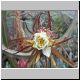 Selenicereus_grandiflorus2.jpg