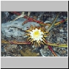 Selenicereus_grandiflorus.jpg