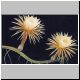 Selenicereus_pteranthus2.jpg