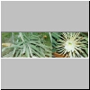 Selenicereus_pteranthus.jpg